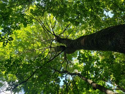 Ash tree looking up at the canopy. 
